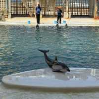 海と水槽が一体化？！温泉地から近い、城崎マリンワールド