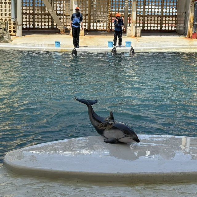 海と水槽が一体化？！温泉地から近い、城崎マリンワールド