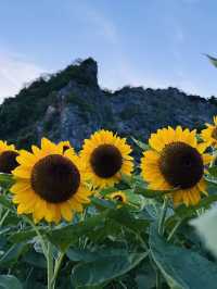 ไปถ่ายรูปเล่นกันมั้ย? ทุ่งทานตะวันเขาเจียกกำลังบาน