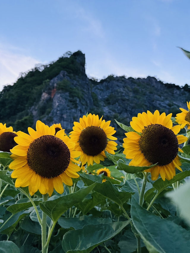ไปถ่ายรูปเล่นกันมั้ย? ทุ่งทานตะวันเขาเจียกกำลังบาน