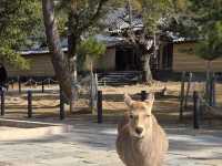 วัด TODAIJI