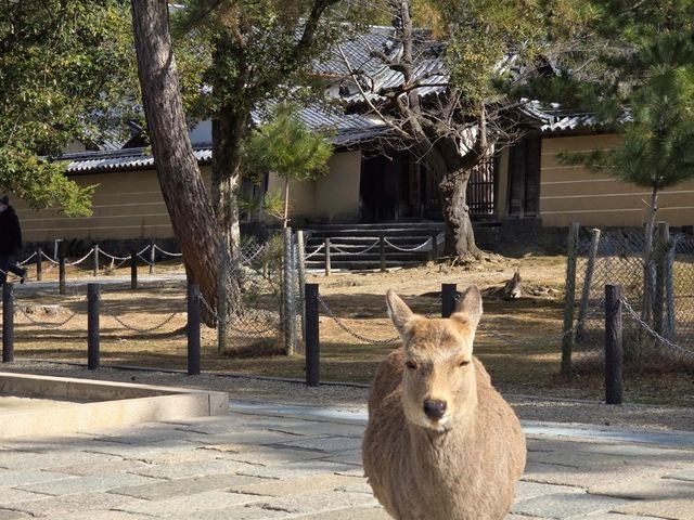 วัด TODAIJI