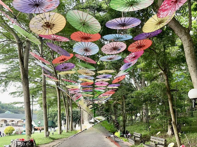 日踏桐花毯，夜數螢火星的西湖渡假村