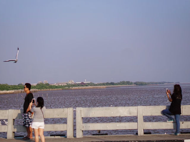 เที่ยวบางปู ดูนกนางนวล 