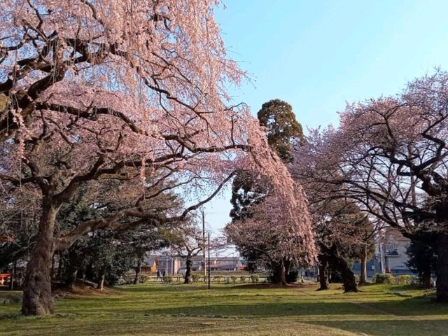 陸奧國分寺&木之下公園，被寺廟佛堂環繞的賞櫻名所