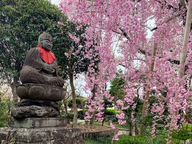 曹洞宗 五鋒山 松音寺，伊達家宗廟與春櫻的相互輝映