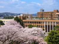 徜徉在百年校舍的櫻花漫開---仙台東北大學