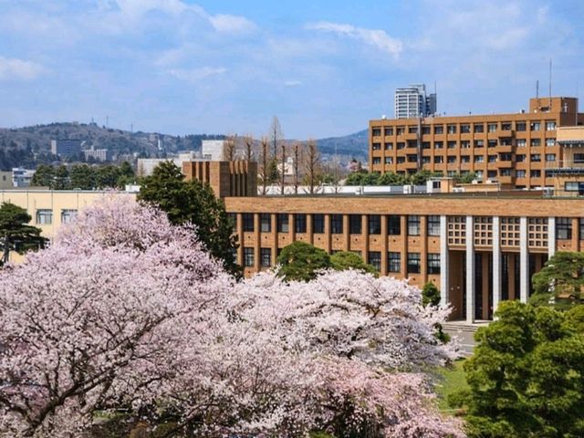 徜徉在百年校舍的櫻花漫開---仙台東北大學