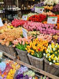 Amsterdam in Spring — A City Where the Season Comes to Life 🌷✨