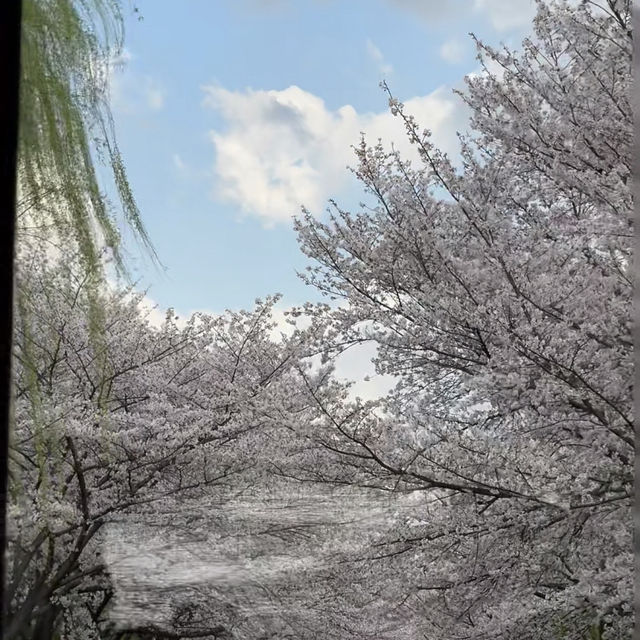 櫻花季的伏見十石舟 就像在日劇中的畫面