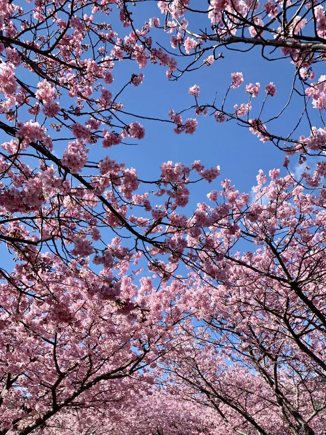 沖繩的早春驚喜：櫻花與藍天的邂逅🌸