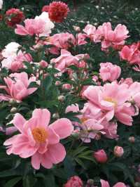 🌸 Lost in Time at Yuanmingyuan | A Sunset Peony Wonderland