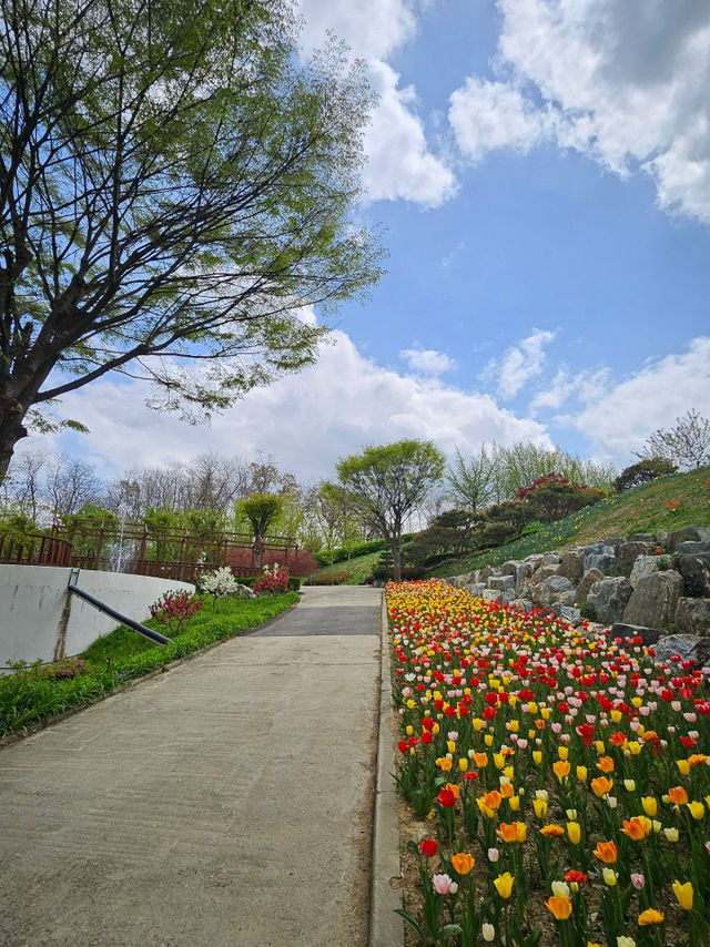 🌷가족과 함께 아산 꽃놀이 피나클랜드 
