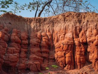 โสกผีดิบ " 🗿 สวยแปลกตา อายุ 65 ล้านปี  