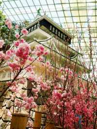 Blossom Seasons 