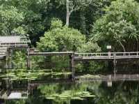🌿 Sirinthon Peat Swamp Forest: A Backpacker’s Guide to Thailand’s Mysterious Wetland Wonder!