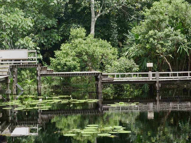 🌿 Sirinthon Peat Swamp Forest: A Backpacker’s Guide to Thailand’s Mysterious Wetland Wonder!