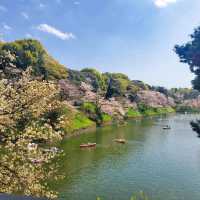 Chidorigafuchi Park: Sakura Reflections in the Heart of Tokyo