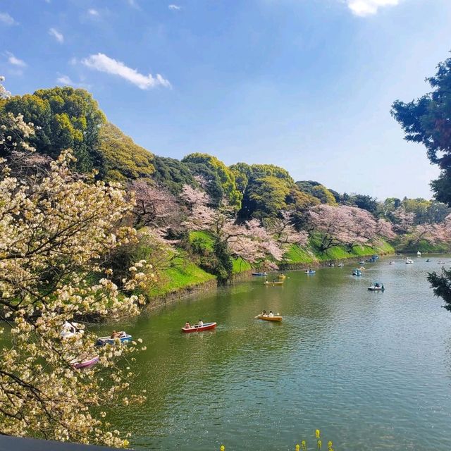 Chidorigafuchi Park: Sakura Reflections in the Heart of Tokyo
