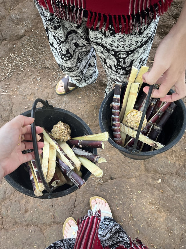 🇹🇭泰國清邁Kerchor 大象保護公園🐘✨不強迫大象的友善環境