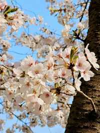 Title: Yongsan Family Park – A Tranquil Retreat in the Heart of Seoul