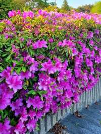 A PEACEFUL SPRING GETAWAY IN THE EASTERN KANTO REGION