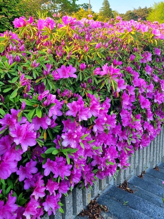A PEACEFUL SPRING GETAWAY IN THE EASTERN KANTO REGION
