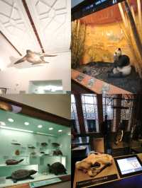 英國自然史博物館🏛人氣恐龍化石，大開眼界（Natural History Museum）