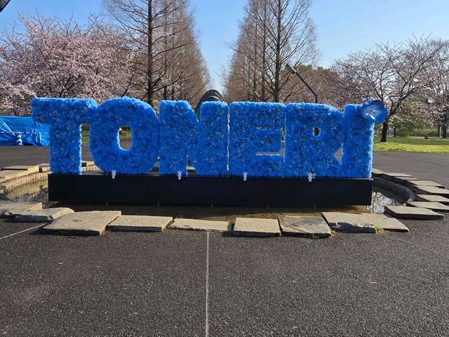 都内でもネモフィラ🌼