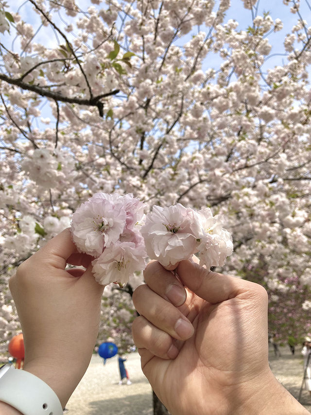 천안 겹벚꽃 명소는 여기 🩷