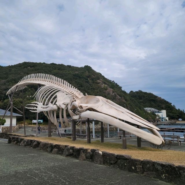 【和歌山】くじらの博物館