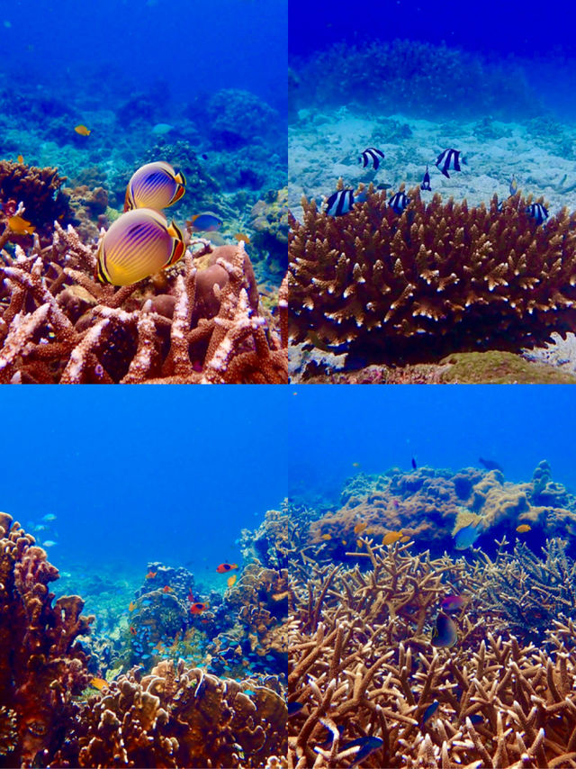 入島無料でニモに会える！？シミランでお得に海の世界を体験しよう🐟💙🌴