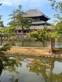 奈良｜5層樓高莊嚴大佛 到聖武天皇蓋的東大寺感受千年歷史