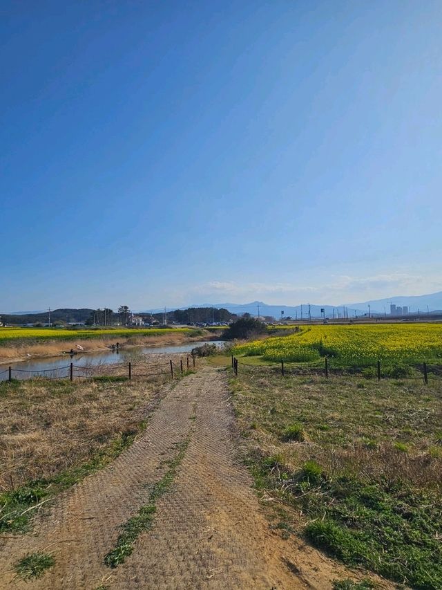양양 봄날 유채꽃 산책길 추천🌼