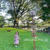 Ground Phlox