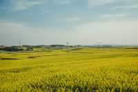 LUOPING IN SPRING 2025