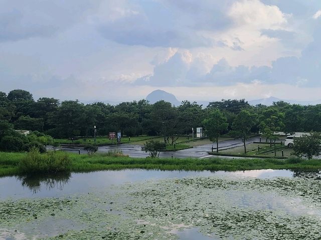 제주도 본태박물관 (안도타다오, 쿠사마야요이, 백남준, 나라요시토모)