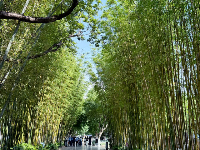【中国・昆明 翠湖公園】緑と水に癒される昆明の「翠湖公園」