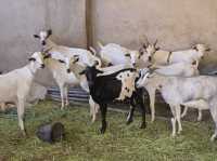 MashaAllah, beautiful creation of "Allah SWT" breed of goats crossed with deer