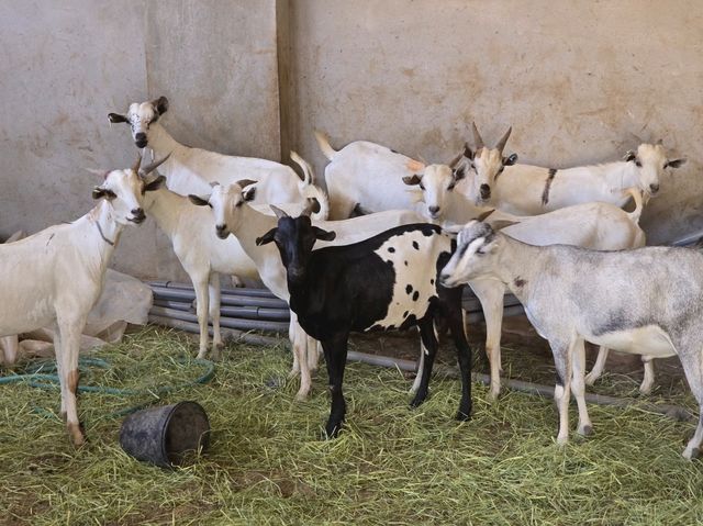 MashaAllah, beautiful creation of "Allah SWT" breed of goats crossed with deer