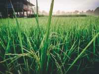 🌾 โรงเรียนชาวนา จ.น่าน 🌾