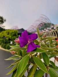 Summer in bloom in Sentosa Central Bazaar