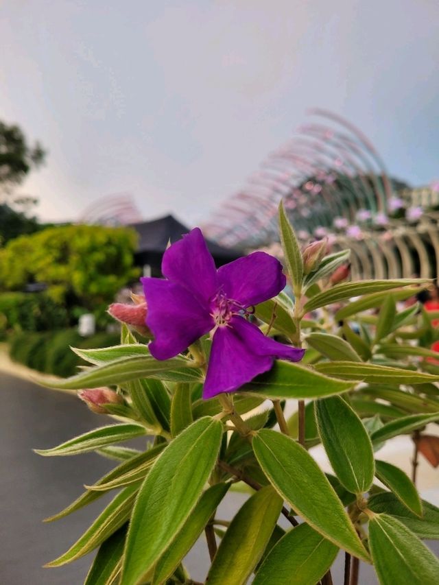 Summer in bloom in Sentosa Central Bazaar