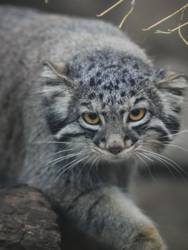 【神戸どうぶつ王国】動物との距離ゼロ！ふれあい満載の癒しテーマパーク🐾✨