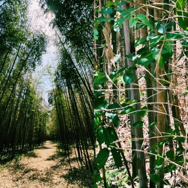 익산 구룡마을 대나무숲에서 만난 초록의 고요, 그 속으로 걷다
