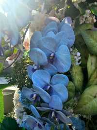 Dine and admire the blooms at WF Central Gardens Cafe