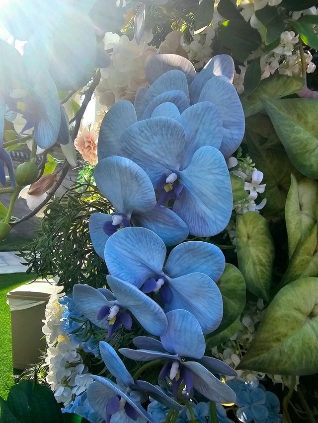 Dine and admire the blooms at WF Central Gardens Cafe