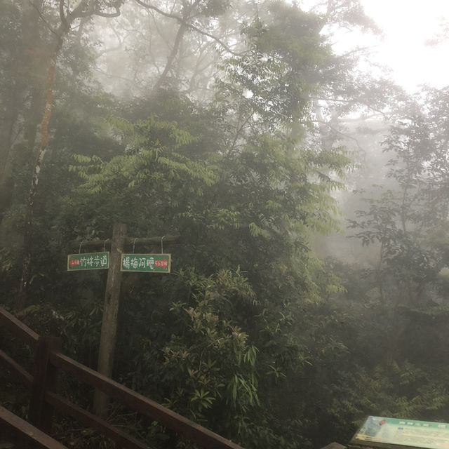 新竹馬武督森林遊樂區🌳