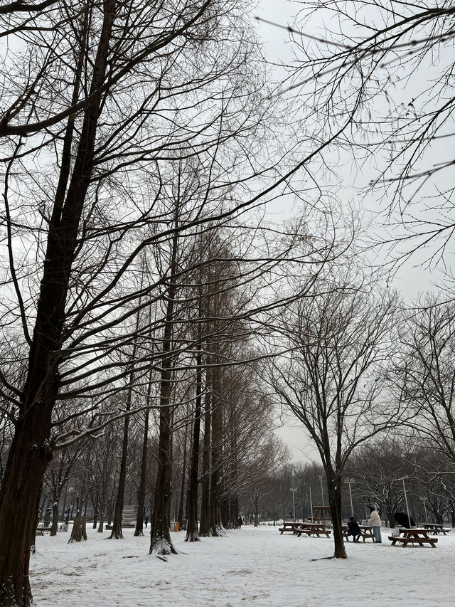 Seoul Forest in winter