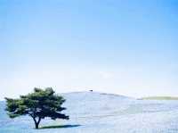 🌻 Solo Adventure: Hitachi Seaside Park – A Kaleidoscope of Nature